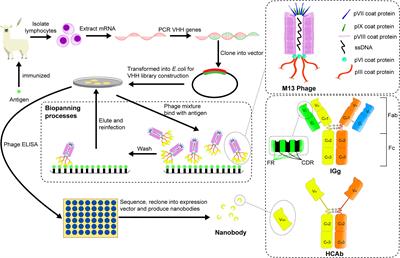 Applications of nanobodies in brain diseases